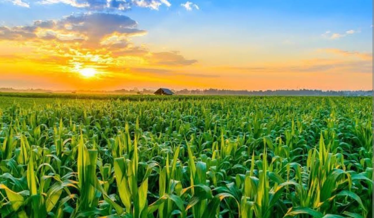 WhatsApp Image 2025-04-16 at 12.51.18 PM.jpeg